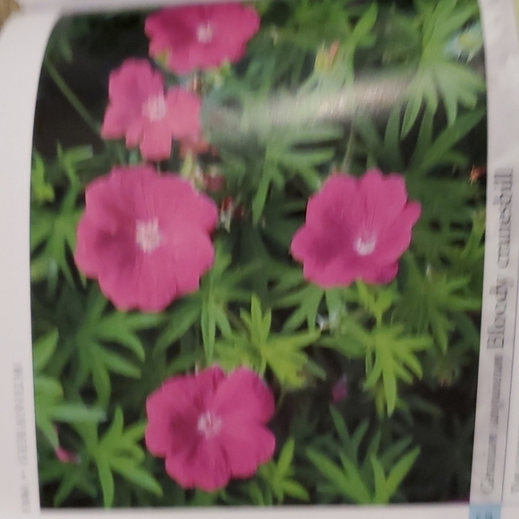 DK Garden guide Perennials 2003 paperback by Richard Rosenfeld 320 pages - Picture 7 of 8